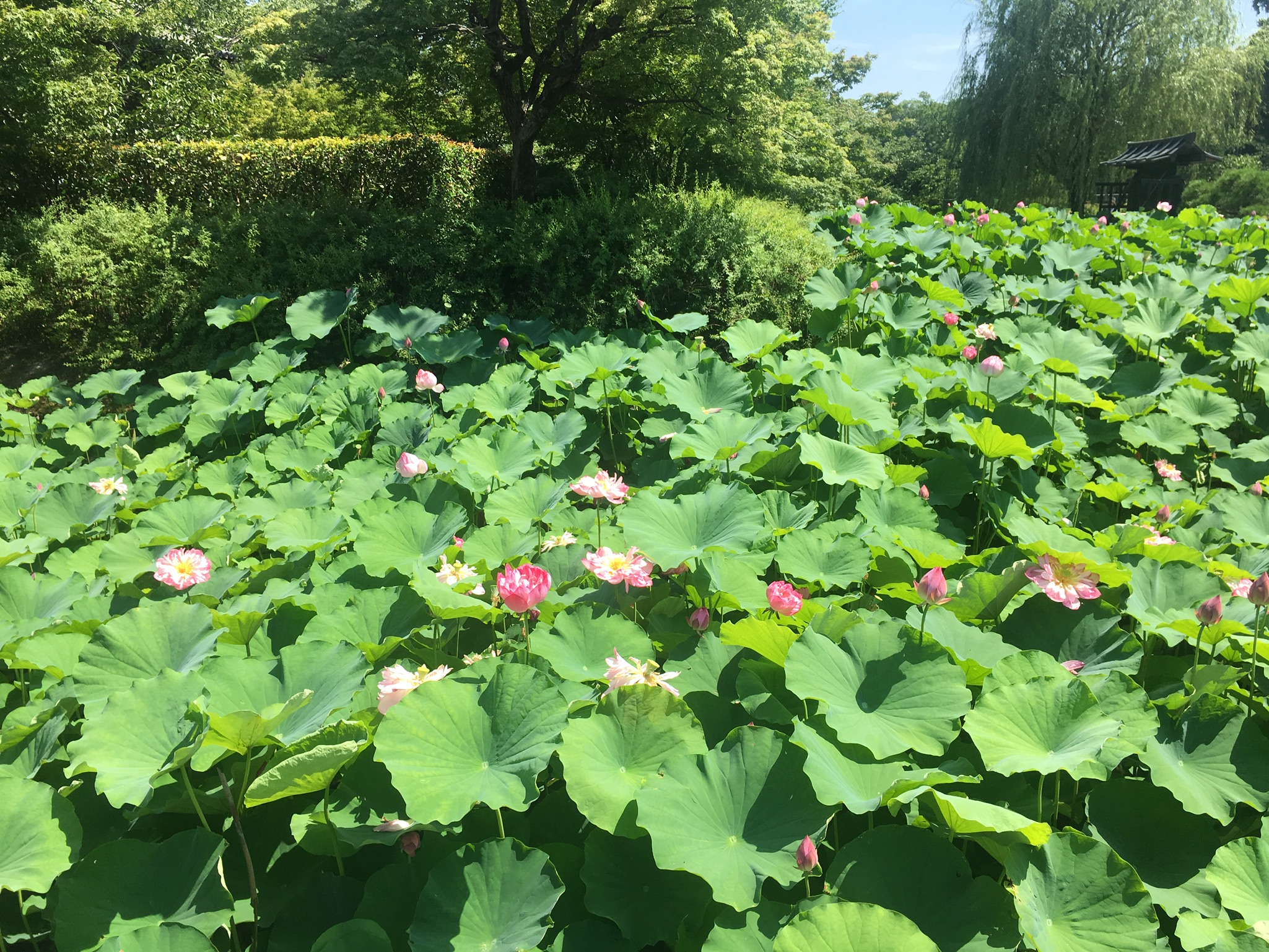 41109AC7-4311-44AC-AC90-CE3903547A87