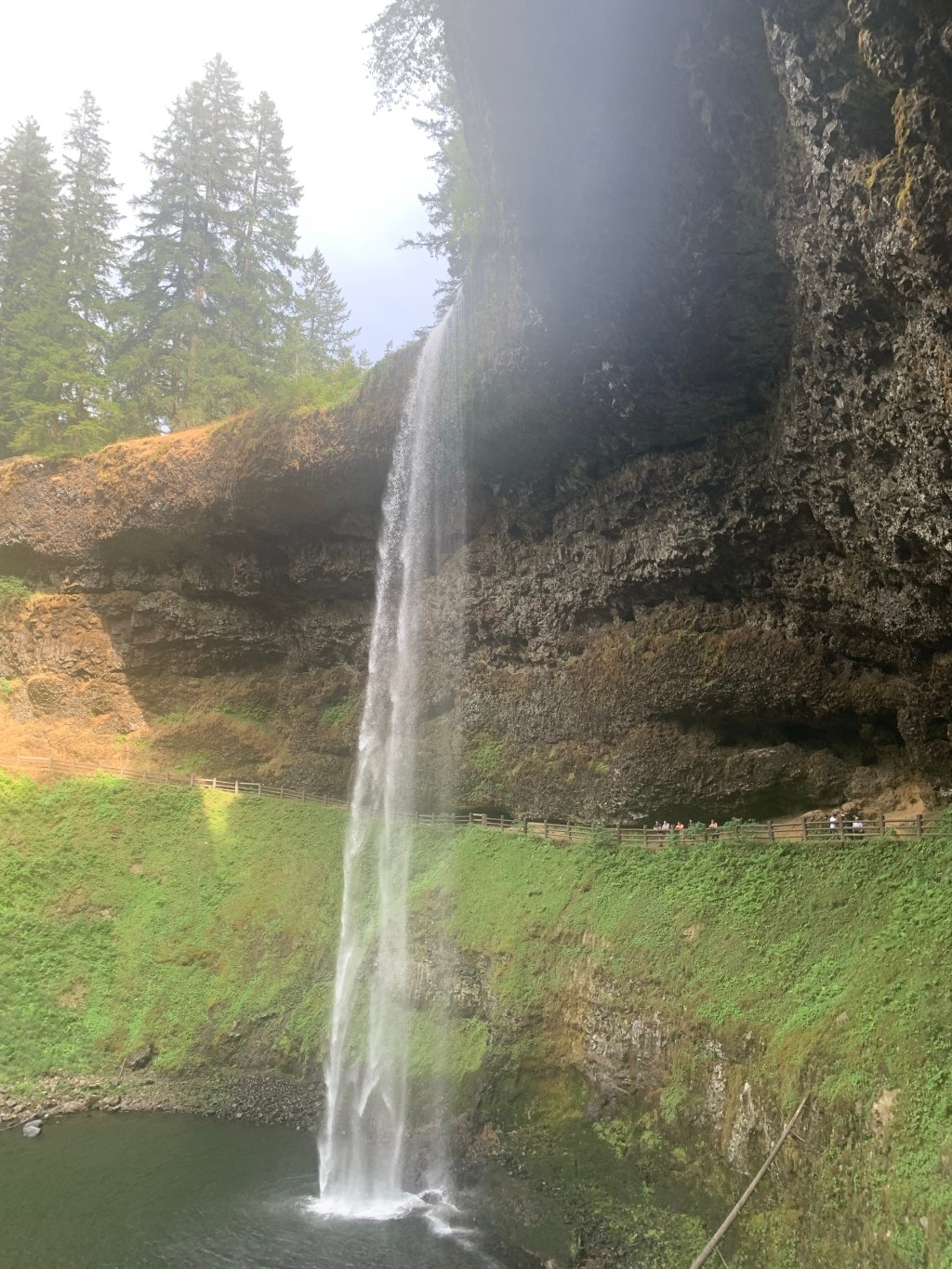 « L’Oregon , c’est au-dessus de la Californie », part 2: après l’océan, la&nbsp;forêt.